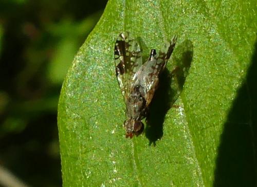Réf. 254 266 : Tephritis neesii